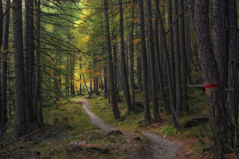 Labyrinth in Nature